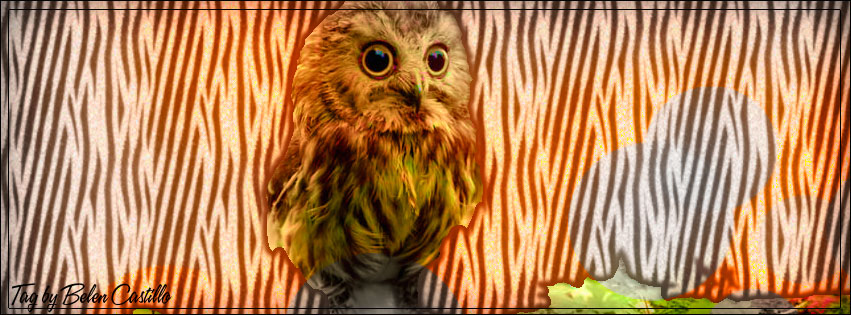 Owl love