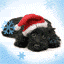 Santa Claus Dog
