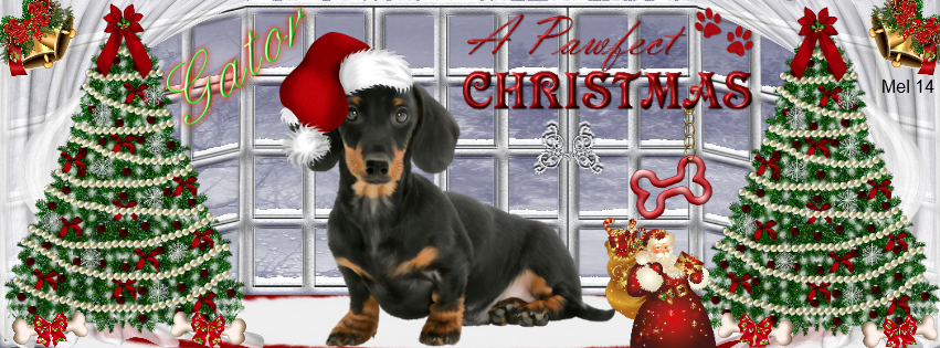 Melanie -Gator Happy Pawfect Christmas