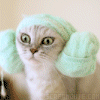 Kitty o.o