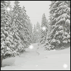 Snow avatar