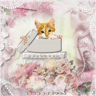 cute cat