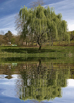 nature,animated,tree