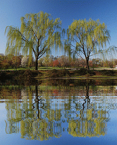 nature,animated,tree