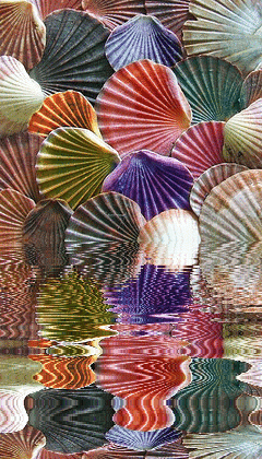 animated,picture,shells