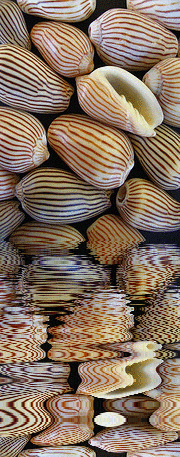 animated,picture,shells