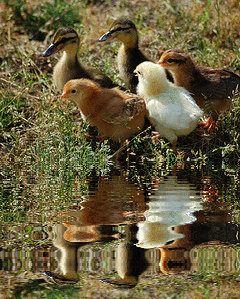 animated,picture,animals