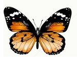 background,picture