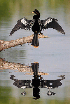 Anhinga