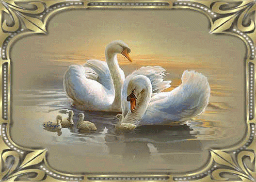 swans
