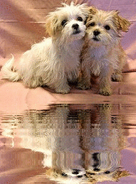 2 dog