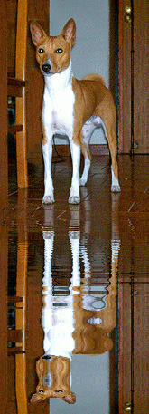 basenji