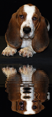 bassethound