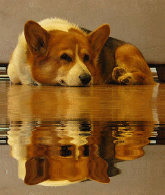 corgie