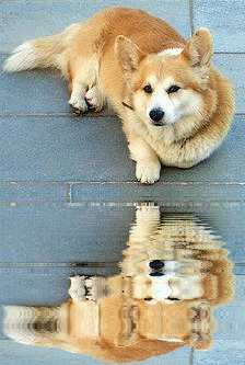 corgie