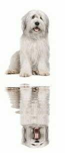 dog