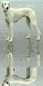 saluki