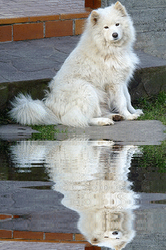 samoyed