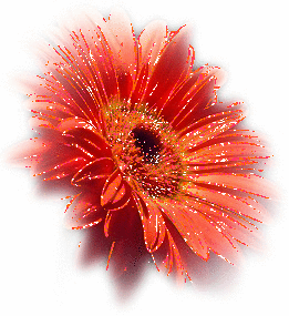 glitter daisy
