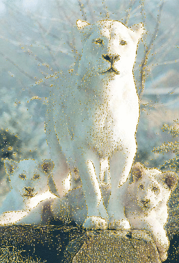 white lions