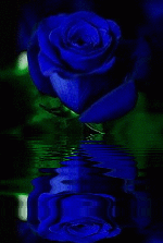 blue rosa