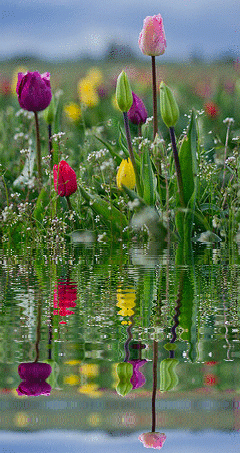 tulips