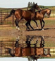 horses