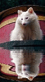 albino raccoon
