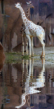 albino giraffe