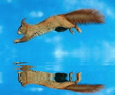 squirrel