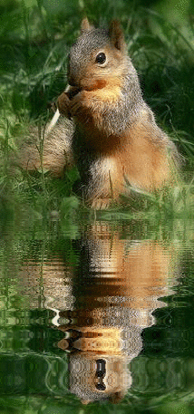 squirrel