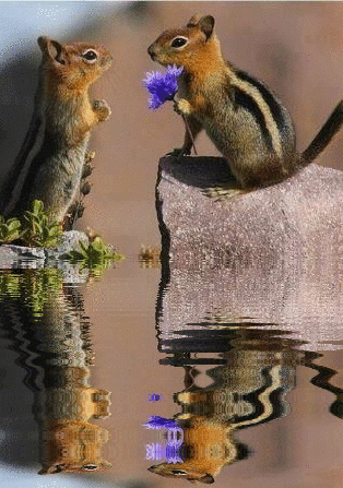 squirrel