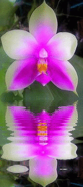 phalaenopsis