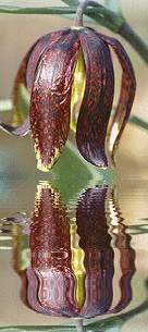 fritillaria