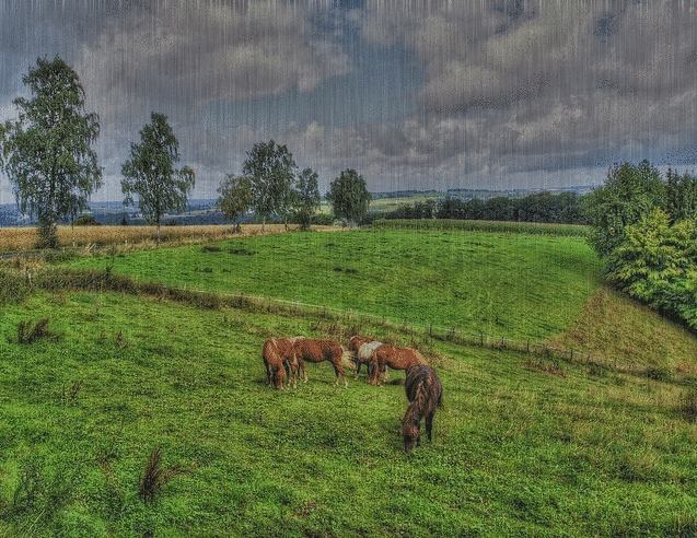 horses