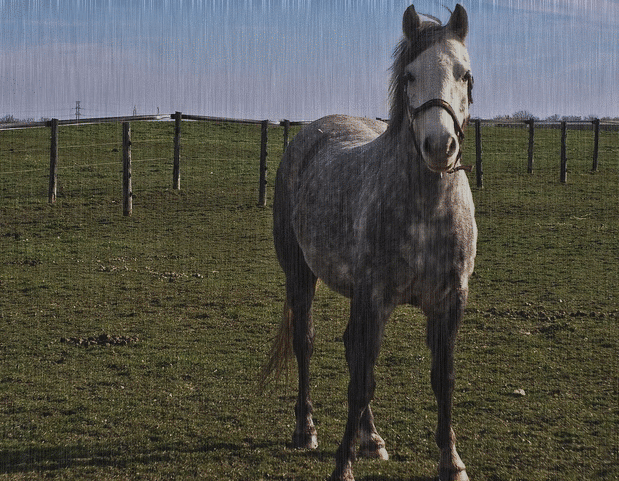 horse
