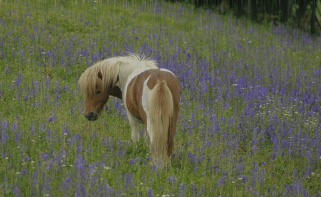 pony