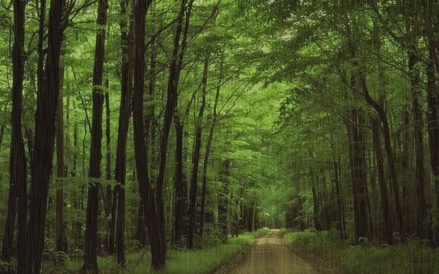 wood