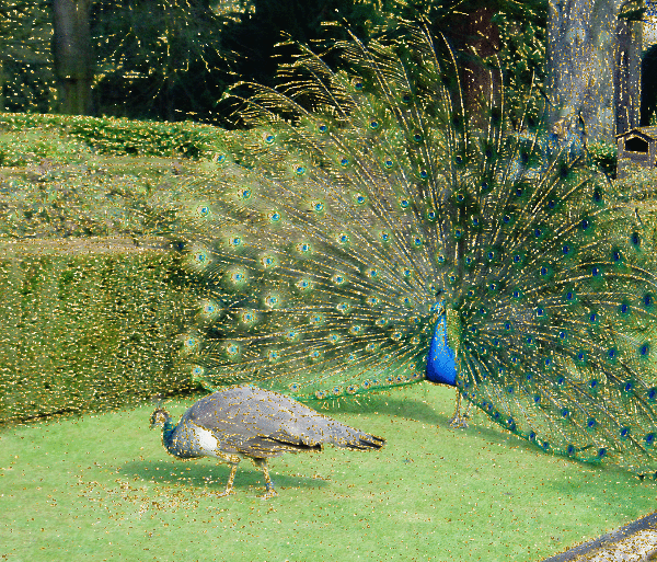 peacock