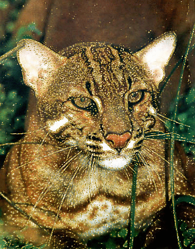 asian golden cat