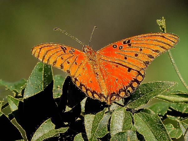 yellow butterfly