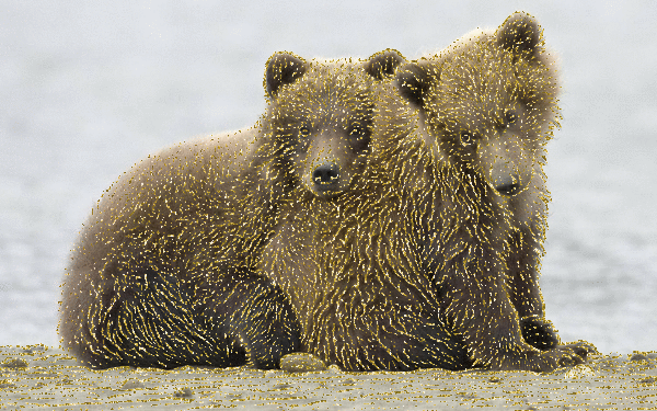 2 bear cub
