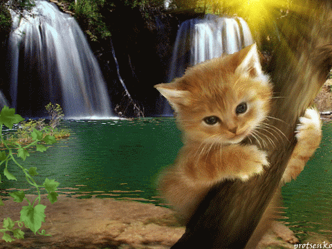 cat