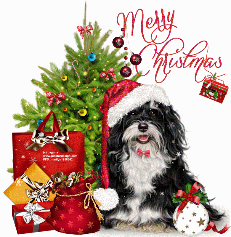 Merry Christmas/dog