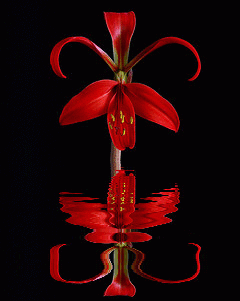 sprekelia
