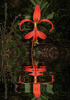 sprekelia