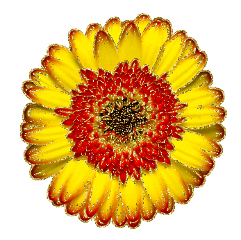 dahlia