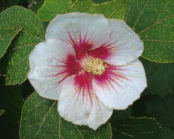 hibiscua