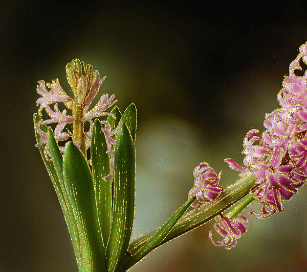 hyacinth