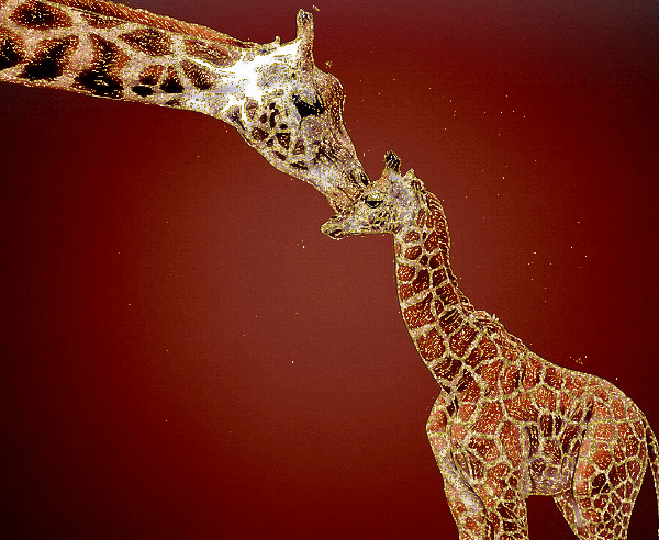 giraffes
